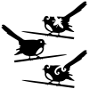 Fantail Perching