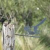 Fantail Perching - Image 4