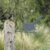Fantail Perching - Image 3